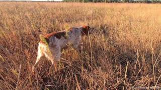 Epagneul Breton COLETTE HUNTING CELEBRATION september 2024 Quail and gray partridge [upl. by Yroger]