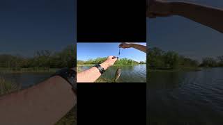 Fly Fishing Bass fishing flyfishinglife bassfishing piscifun bass flyfishing [upl. by Lavotsirc]