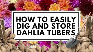 How to know when to dig dahlias and the easiest way to store dahlia tubers 💐 [upl. by Ninos]