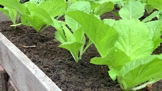 a new way to grow Brassica juncea [upl. by Adalai368]