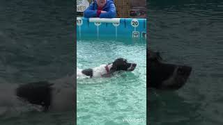 Springer spaniel Winnie slow motion dives [upl. by Noterb]