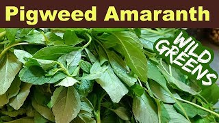 Garden Weeds You Can Eat  Pigweed Amaranth [upl. by Inaleon]