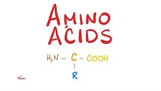 Amino Acids Part 2  Classification  Biochemistry MCAT [upl. by Ojadnama]