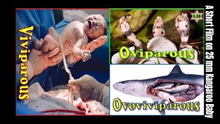 Reproduction in Organisms Oviparous Viviparous Ovoviviparous Kangaroo Baby [upl. by Retsek]