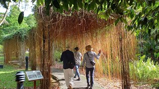 Singapore Botanic Gardens UNESCO World Heritage Site Part 1 [upl. by Morrissey]