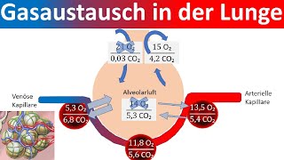 Gasaustausch in der Lunge  Äußere Atmung Biologie Oberstufe [upl. by Brag]