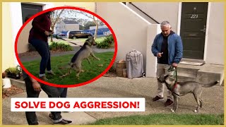 How to Solve Dog Aggression  Dog Nation [upl. by Onimod]