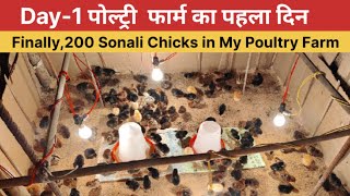 Day1🥰 200 Sonali Chicks in my Poultry Farm।। Poultry Farming [upl. by Makell977]