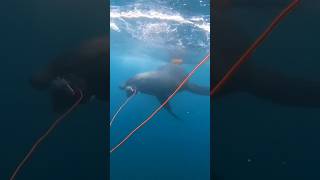 Angry Sea Lion Attacks Spearfishing Float 🦭 spearfishing sealions 🎥IGjohnnzissou [upl. by Eldnar]