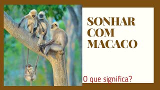 SONHAR COM MACACO  o que significa [upl. by Edi]