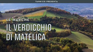 Le caratteristiche del Verdicchio di Matelica  Tannico Flying School [upl. by Norrehc]