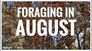 Foraging in August  UK Wildcrafts Foraging Calendar Part 2 of 3 [upl. by Ynafit]