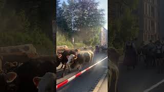 Cows Parade in German Alps VIEHSCHEID IMMENSTADT germany [upl. by Ettelocin540]