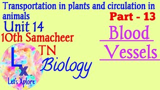 10th std Biounit 14 circulation in animalsBlood Vessels  Simple tricks Part 13Samacheer TN [upl. by Sible]