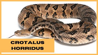 CROTALUS HORRIDUS  HOMOEOPATHY [upl. by Lebna716]