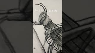 Grasshopper drawing [upl. by Eusoj]