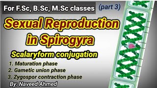 SEXUAL REPRODUCTION IN SPIROGYRA  स्पाइरोग्रा में यौन प्रजनन  SCALARIFORM CONJUGATION [upl. by Eimmac]