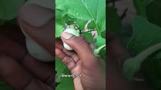 Non splitted twinagriculturefarminggardeningshortsshortvideotwinshortsfeedagrovlog [upl. by Trevorr610]