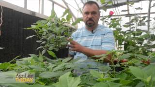 Winterhardy Hibiscus by Texas AampM AgriLife Research [upl. by Chaudoin]