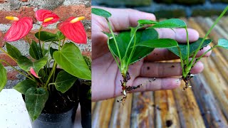 How to grow and care anthurium with updates [upl. by Jewelle592]