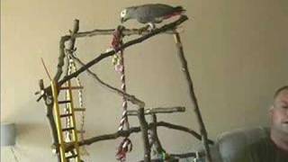 Amazingly Lazy Complaining African Grey Parrot Tui complains and groans with the effort of walking [upl. by Particia]