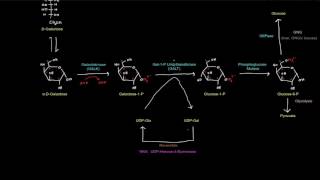 Galactose and Fructose Galactose Metabolism free sample [upl. by Wesley]