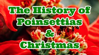 The History of the Poinsettia and Christmas  Christmas Flower [upl. by Moclam233]