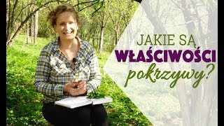 Pokrzywa  do czego ją wykorzystać [upl. by Einnel839]