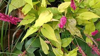 persicaria met de namen erbij [upl. by Noizneb]