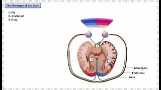 Meninges amp CSF [upl. by Aynod467]