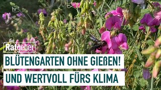 Gießfreier Garten Die gute Alternative zum Schottergarten  Die Ratgeber [upl. by Marnie233]