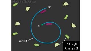 متعدد الريبوزوم  polyribosomes [upl. by Domenico290]