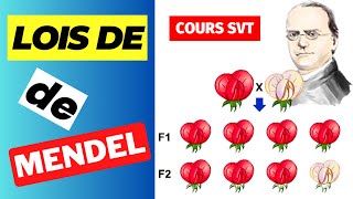 ✅SVT3ÈME  Génétique des diploïdes Lois de Mendel [upl. by Enahpets587]