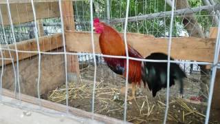 Morning feeding American gamefowl [upl. by Atirihs]