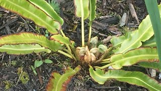 Harts Tongue Fern Asplenium Scolopendrium  Fronds Uncurling May 23 [upl. by Inglis]