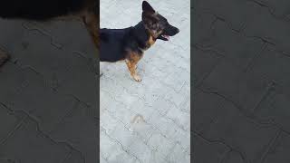 dangerous dog vs German shepherd 👺shorts viralvideo dangerous [upl. by Berger]