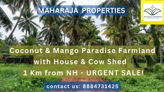 Coconut amp Mango Paradise Farmland with House Sheds amp More  1 Km from NH  URGENT SALE [upl. by Nirrol]