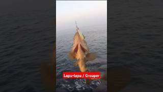 Lapulapu  Grouper fishing fish shorefishing shorejigging grouper kastking [upl. by Gonsalve357]