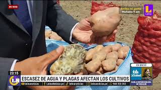 Arequipa miles de hectáreas de papa arroz y cebollas se ven afectadas por sequías [upl. by Ahsieyk131]