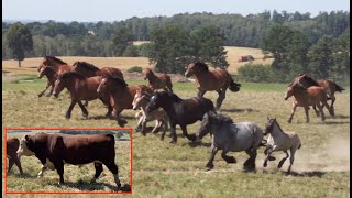 Konie Zimnokrwiste i Bydło Hereford w Zajączkach [upl. by Laved]