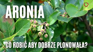 Aronia  co robić aby dobrze plonowała [upl. by Osicran]