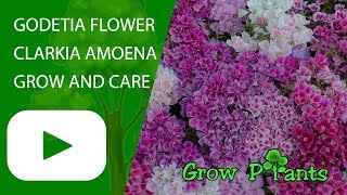 Godetia flower  grow and care Clarkia amoena [upl. by Eilak]