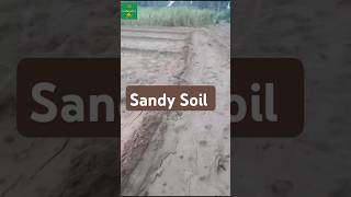 Characteristics of Sandy Soil  Soils of India  About Sandy soil soilscience sandysoilfieldvisit [upl. by Eiramlatsyrk]