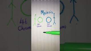 Meiosis explained in less than 2 minutes 🧬 LetsTakeACellfie [upl. by Normy]