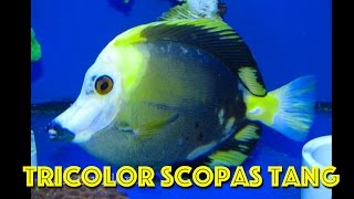 Rare Tricolor Koi Scopas Tang [upl. by Ahsienal845]