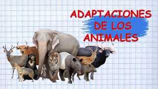 ¿SABES CÓMO SE ADAPTAN LOS ANIMALES A SU HABITAT [upl. by Deden]