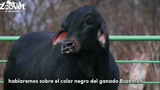 Raza de ganado Brahman Negro [upl. by Ebarta]