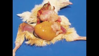 Yolk Sac Infection Omphalitis in Chicks [upl. by Kalindi]