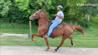 Standardbred Trotter Mare  3rd week in training Rosharon Tx [upl. by Alleyn]