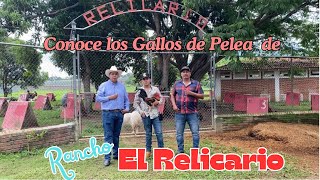 CONOCE LA GALLERA DE RANCHO EL RELICARIO Y SUS LÍNEAS DE GALLOS [upl. by Friend]